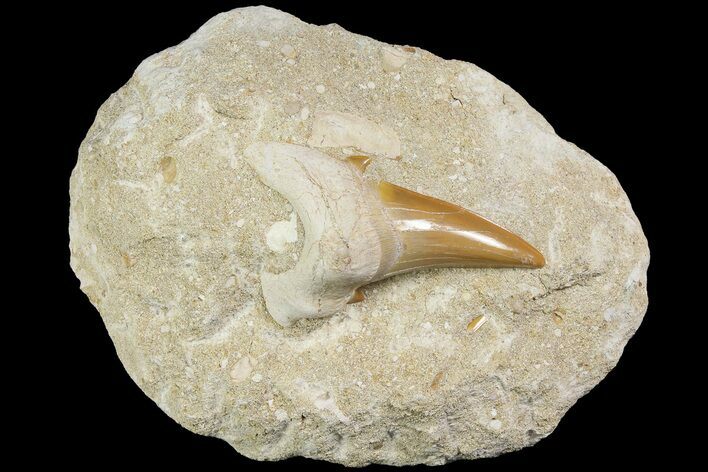 Otodus Shark Tooth Fossil in Rock - Eocene #174047